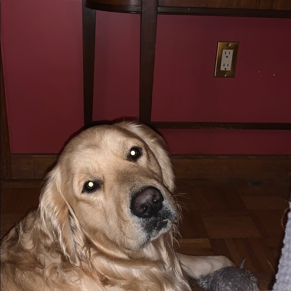 Meet your Posher, Maggie